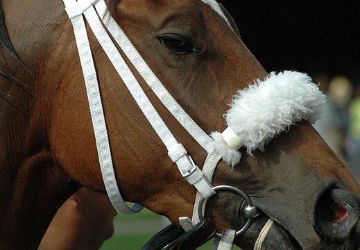 Arlington Raceway 2005