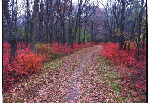 Des Plaines River Trail