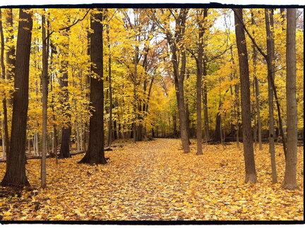 Des Plaines River Trail