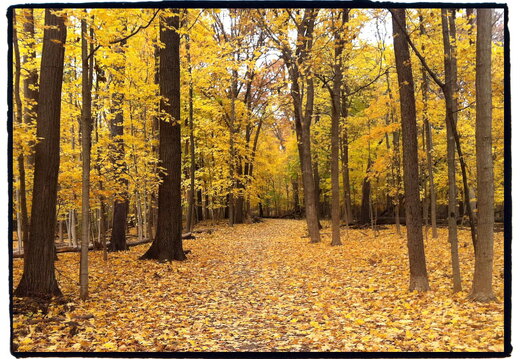 Des Plaines River Trail