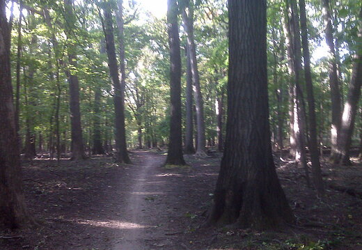 Des Plaines River Trail