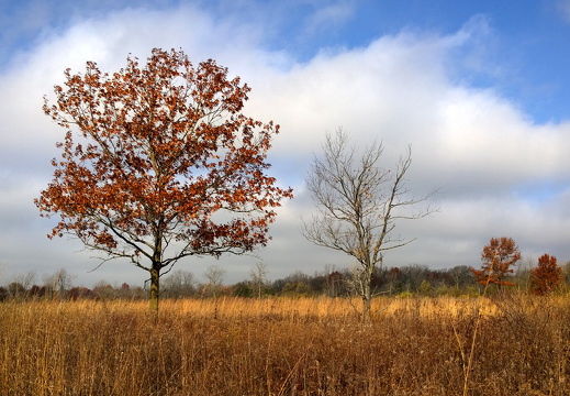 Des Plaines River Trail