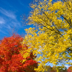 Des Plaines River Trail