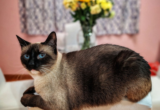 Trixie-AtTheTable-PXL 20240310 010125821