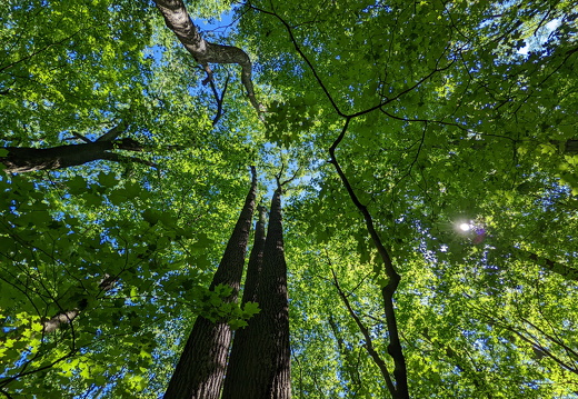 PXL 20220515 151115137