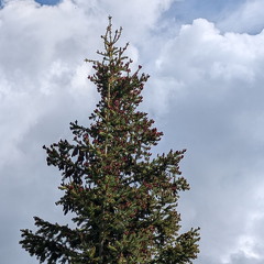 Wetterhorn Basin Trail