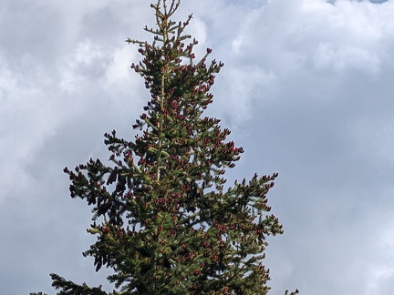 Wetterhorn Basin Trail