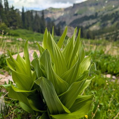 Wetterhorn Basin Trail