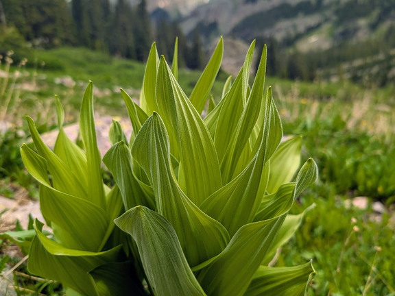 Wetterhorn Basin Trail