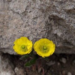 West Fork Pass - Wetterhorn Basin Trail