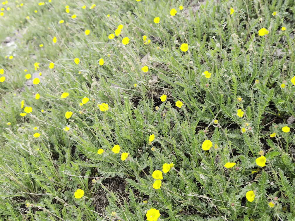 West-Fork-Pass-Wetterhorn-PXL 20240630 192612027