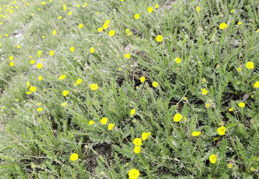 West-Fork-Pass-Wetterhorn-PXL 20240630 192612027