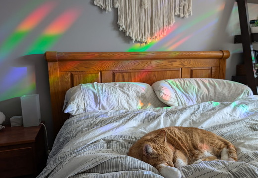 PXL 20241228 184516053--Cat