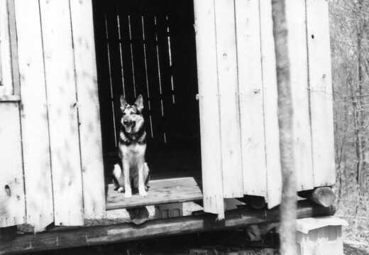 822-Fisk-Forest-cabin-Elsa-1974322