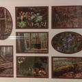 845-Woods Collage IMAG0329
