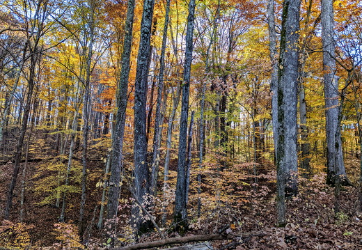 PXL 20221029 143510933-3