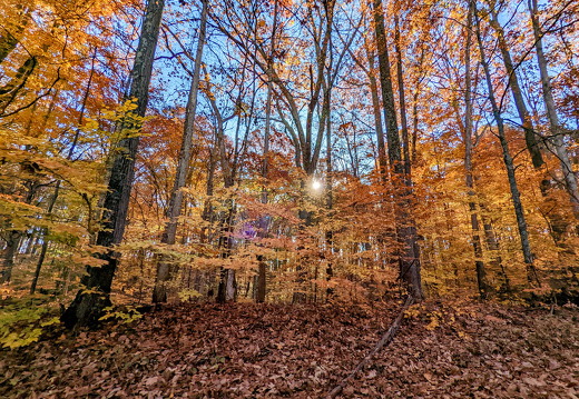 PXL 20221029 143515901-2