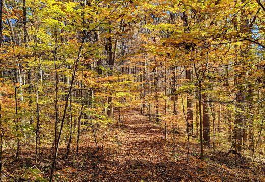 PXL 20221029 144318312-2