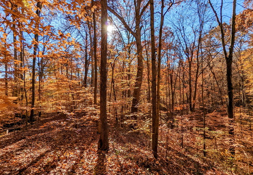 PXL 20221029 150543201-2