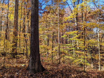 PXL 20221029 152804306-2