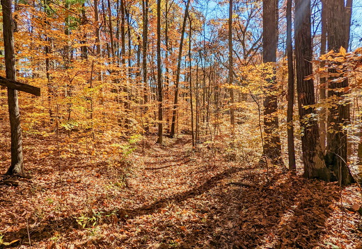 PXL 20221029 154525759-2