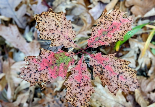 PXL 20221029 184602809.PORTRAIT-2