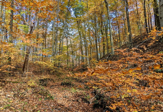 PXL 20221029 185720441-2