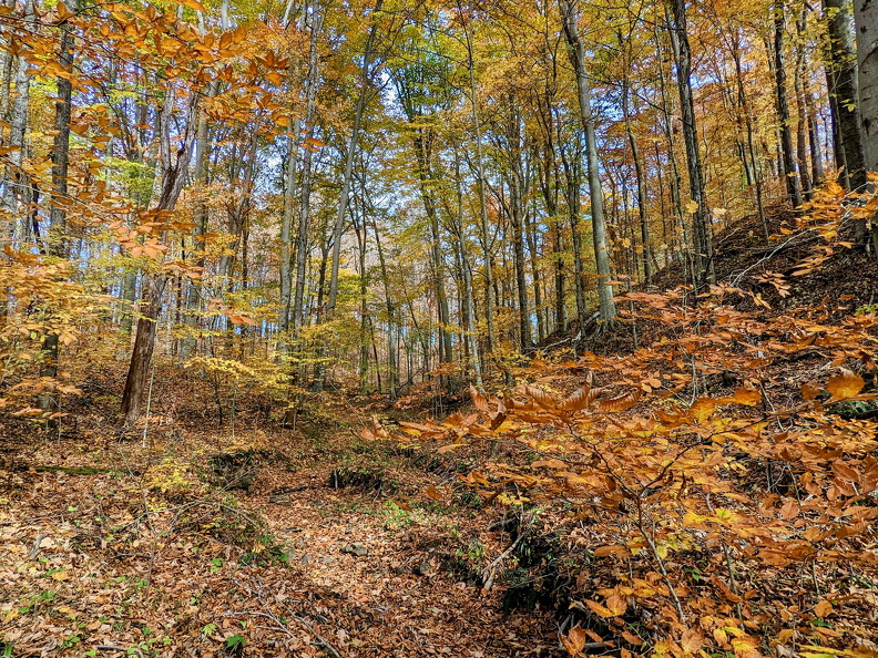 PXL 20221029 185720441-2