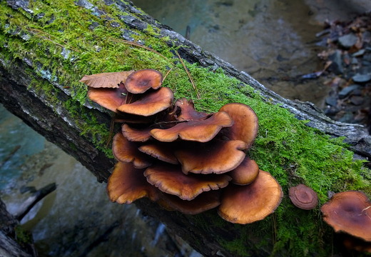 Green-with-barnacles