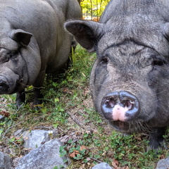 00000PORTRAIT-00000-BURST20190810193011394