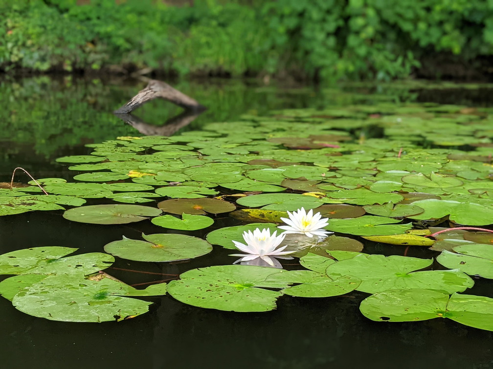 PXL 20210813 154148455-PORTRAIT