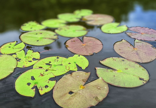 PXL 20210814 190056582-PORTRAIT-01