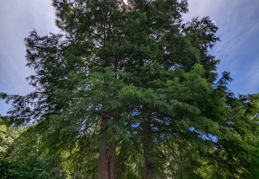 PXL 20220812 182222698