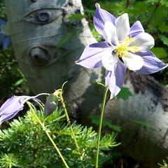 columbine