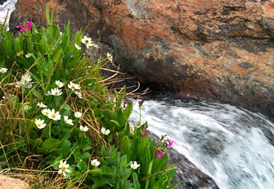 lakeisabelle-creek2-062502