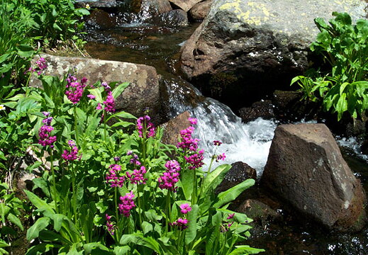 lakeisabellel-flowers-062502