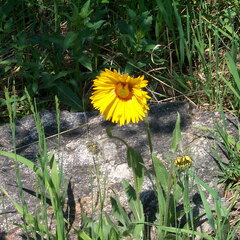 lostlaketrail-flower-062202