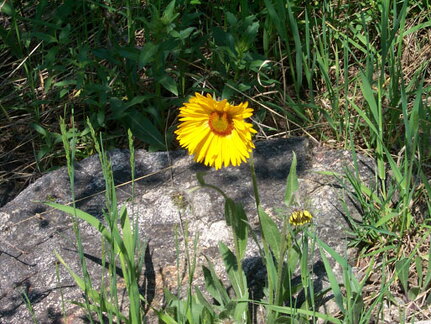 lostlaketrail-flower-062202