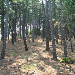 pines-062102