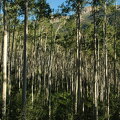 Aspens