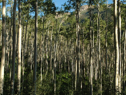 Aspens