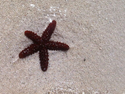 Starfish