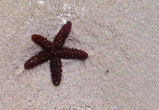 Starfish