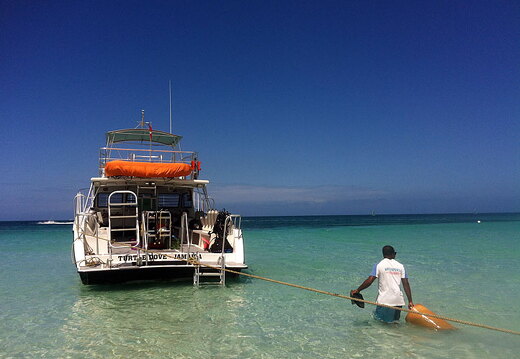 Turtle-Dove-Refueling