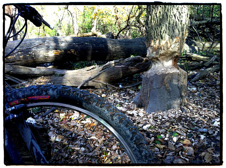 Des Plaines River Trail Beaver Tree