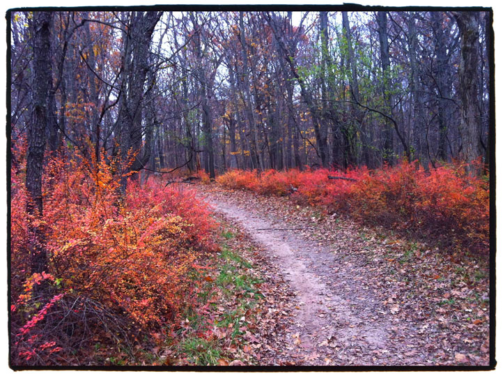 Des Plaines River Trail Dam1 Woods2