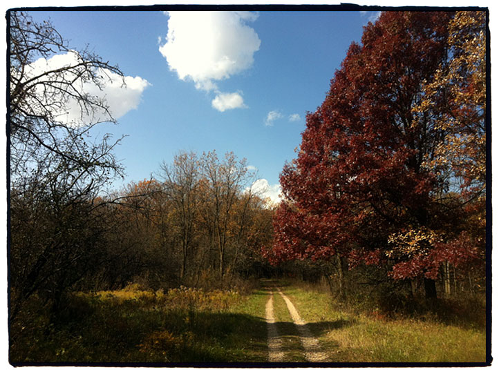 Des Plaines River Trail Willow Bridge1