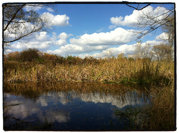 Des Plaines River Trail Willow Pond