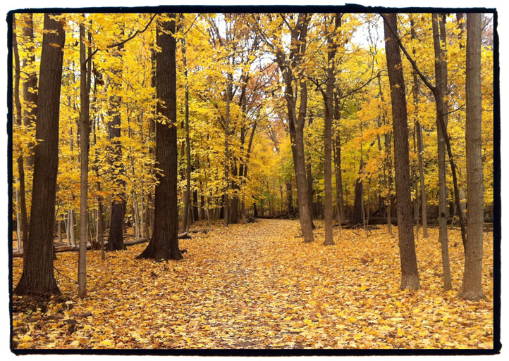 Des Plaines River Trail leaves
