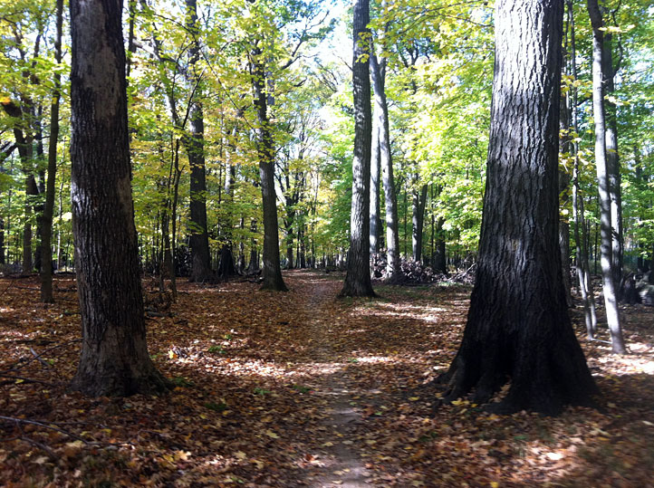 Des Plaines River Trail path